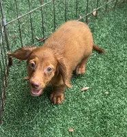 Bella  Long Hair Red Dapple , a female Miniature Dachshund for sale in Deland, FL – 1 of 10