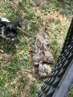 Freckles , a female Miniature Schnauzer for sale in Deland, FL – 8 of 9