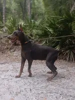 Bat Man , a male Doberman Pinscher for sale in Deland, FL – 7 of 8