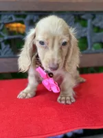 Silvie, a female Miniature Dachshund for sale in Deland, FL – 9 of 10