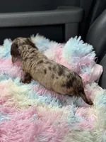 Freckles , a female Miniature Dachshund for sale in Deland, FL – Photo 2 of 6