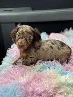Freckles , a female Miniature Dachshund for sale in Deland, FL – Photo 3 of 6