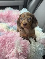 Freckles , a female Miniature Dachshund for sale in Deland, FL – Photo 1 of 6