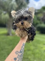 Blaze , a male Yorkshire Terrier for sale in Deland, FL – 7 of 7