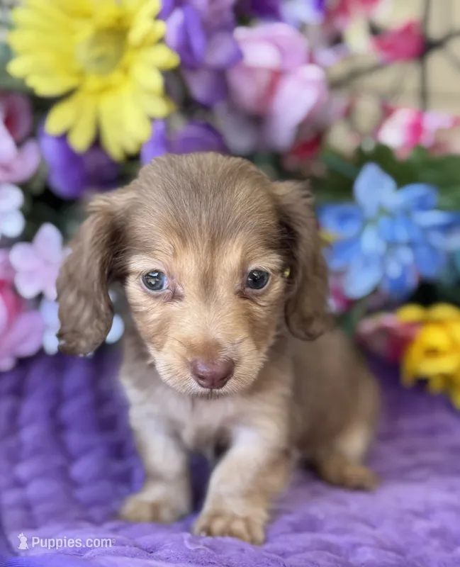 Sweet Tooth – Miniature Dachshund puppy for sale in Deland, FL