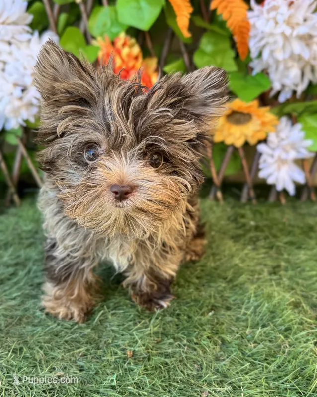 Tea Cup Baby GiGi – Yorkshire Terrier puppy for sale in Deland, FL