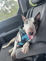 Eggy Merle , a male Miniature Bull Terrier for sale in Deland, FL – 8 of 9