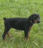 Baby Bellla, a female Doberman Pinscher for sale in Deland, FL – 4 of 10