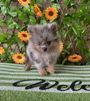 Merlin Toy , a male Pomeranian for sale in Deland, FL – 4 of 8