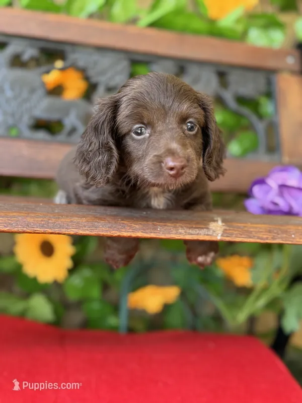Dark Chocolate Princess  – Miniature Dachshund puppy for sale in Deland, FL
