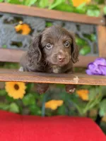 Dark Chocolate Princess , a female Miniature Dachshund for sale in Deland, FL – 1 of 4