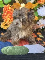 Cappi , a male Yorkshire Terrier for sale in Deland, FL – 6 of 8
