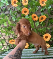Bella Dapple , a female Miniature Dachshund for sale in Deland, FL – 2 of 5