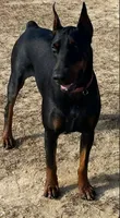Black Beauty Euro , a female Doberman Pinscher for sale in Deland, FL – 5 of 10