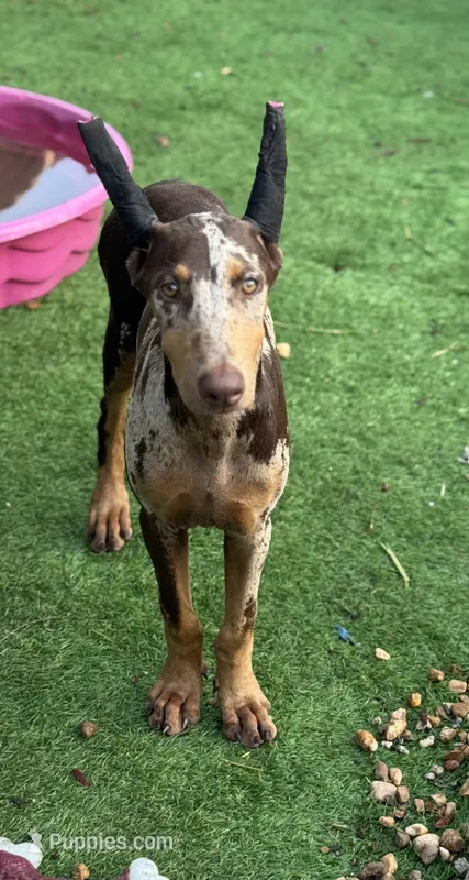 Doja  – Doberman Pinscher puppy for sale in Deland, FL