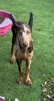 Doja , a female Doberman Pinscher for sale in Deland, FL – 1 of 8