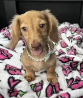 Sweet Tooth, a female Miniature Dachshund for sale in Deland, FL – 1 of 6