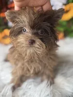 Tipsy, a female Yorkshire Terrier for sale in Deland, FL – 10 of 10