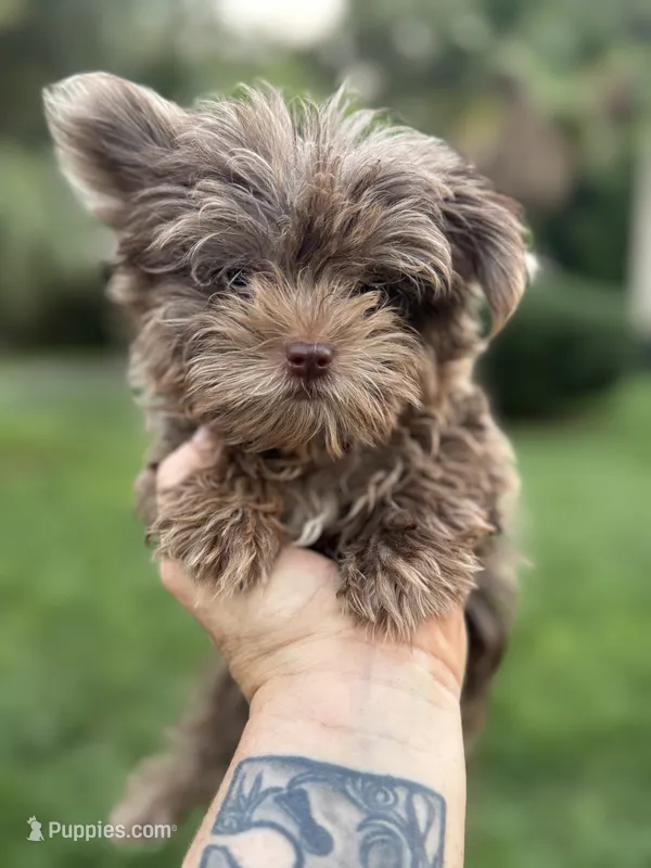 Cappi Jr  – Yorkshire Terrier puppy for sale in Deland, FL