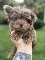Cappi Jr , a male Yorkshire Terrier for sale in Deland, FL – 2 of 6