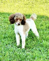 Mystque , a female Poodle - Toy  and Miniature Bernedoodle for sale in Deland, FL – 3 of 4