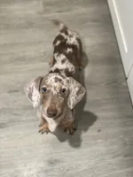 Paisley  Dapple , a female Miniature Dachshund for sale in Deland, FL – 5 of 5