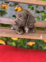 Dark Chocolate Princess , a female Miniature Dachshund for sale in Deland, FL – 4 of 4