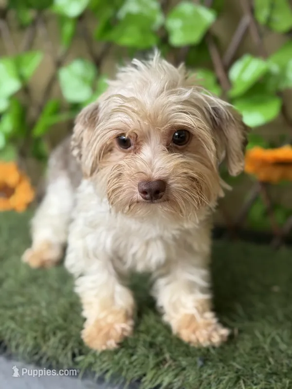 Chocolate Tri Mikey  – Yorkshire Terrier puppy for sale in Deland, FL