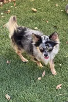 Tiny tea Cup Blue Bell, a female Chihuahua for sale in Deland, FL – 2 of 6