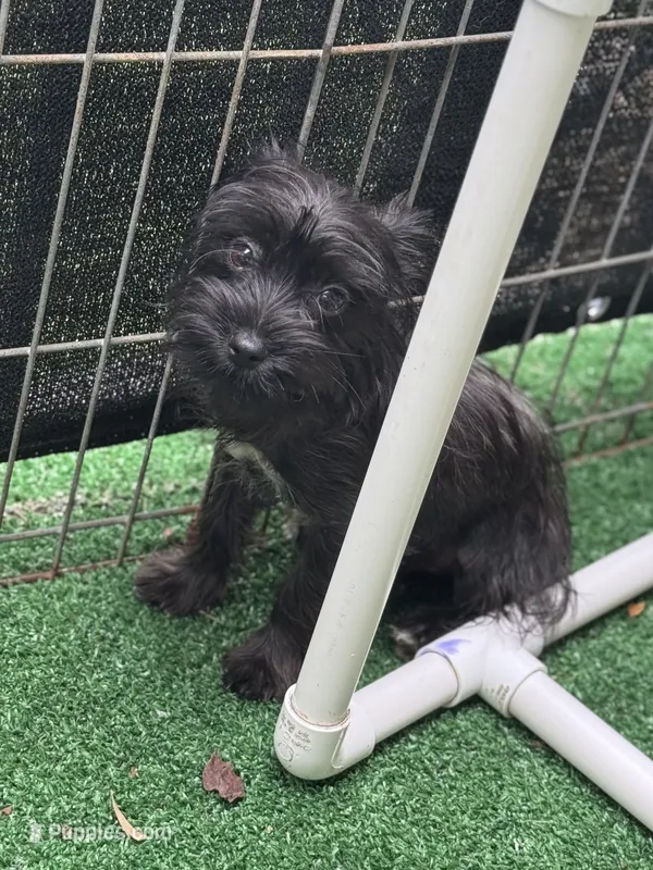 Ace – Yorkshire Terrier puppy for sale in Deland, FL