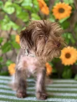 Cappi Jr , a male Yorkshire Terrier for sale in Deland, FL – 4 of 7