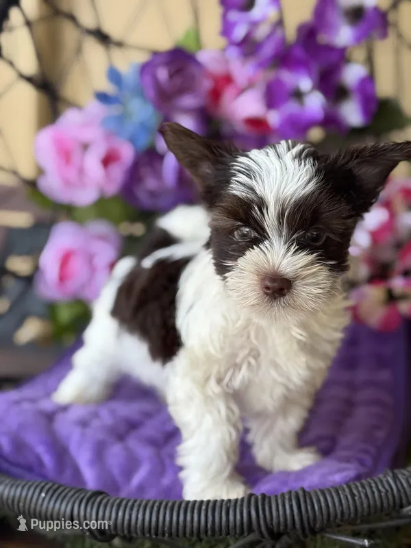 Picasso – Yorkshire Terrier puppy for sale in Deland, FL