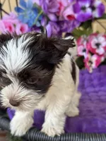 Picasso, a male Yorkshire Terrier for sale in Deland, FL – Photo 7 of 7