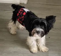 Picasso, a male Yorkshire Terrier for sale in Deland, FL – Photo 2 of 7