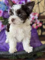 Picasso, a male Yorkshire Terrier for sale in Deland, FL – Photo 5 of 7