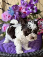 Picasso, a male Yorkshire Terrier for sale in Deland, FL – Photo 3 of 7