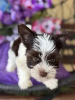 Picasso, a male Yorkshire Terrier for sale in Deland, FL – Photo 4 of 7