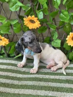 Bam Bam , a female Miniature Dachshund for sale in Deland, FL – 5 of 6