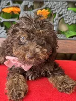 Teddy Grams , a male Poodle - Toy  for sale in Deland, FL – 10 of 10
