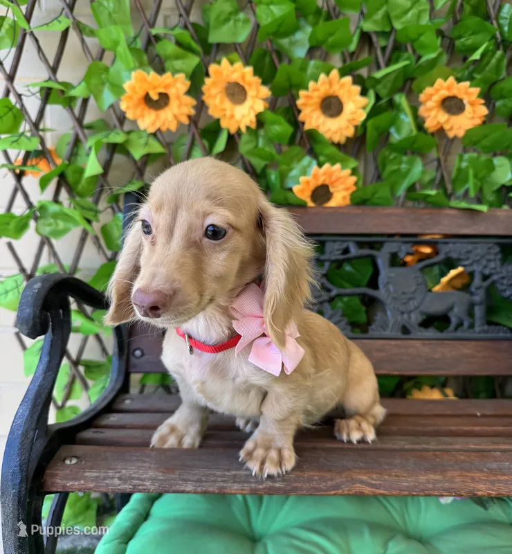 Silvie – Miniature Dachshund puppy for sale in Deland, FL
