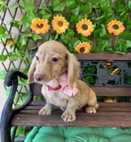 Silvie, a female Miniature Dachshund for sale in Deland, FL – 1 of 10