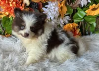 Snickers , a male Pomeranian and Pomsky for sale in Deland, FL – 5 of 9