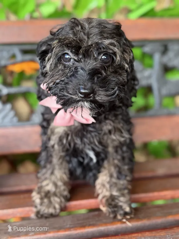 Mystque  – Poodle - Toy , Miniature Bernedoodle puppy for sale in Deland, FL