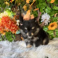 Neko, a male Pomsky for sale in Deland, FL – 2 of 6