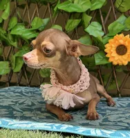 Emily , a female Chihuahua for sale in Deland, FL – 3 of 5