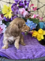 Sweet Tooth, a female Miniature Dachshund for sale in Deland, FL – 7 of 8