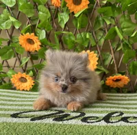 Merlin Toy , a male Pomeranian for sale in Deland, FL – 3 of 8