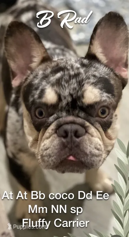B Rad – French Bulldog puppy for sale in Deland, FL