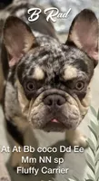 B Rad, a male French Bulldog for sale in Deland, FL – 1 of 6