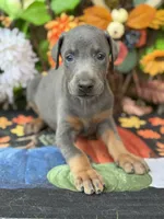 Boomer, a male Doberman Pinscher for sale in Deland, FL – 2 of 6